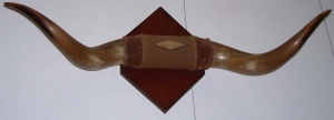 Image of Bullock Horns