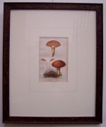 Picture not available