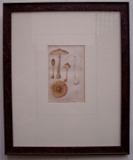 Picture not available